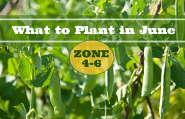 What to Plant in June in USDA Zones 4-6
